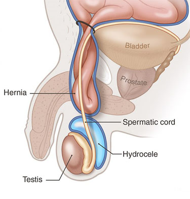 Figure Anatomy of the Groin