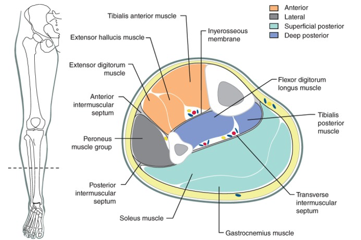 Figure 2. Compartments in the Lower Leg